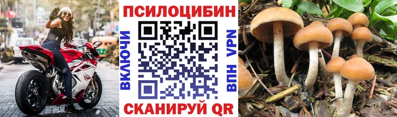 kraken как зайти  Губкин  Галлюциногенные грибы мухоморы  наркошоп 